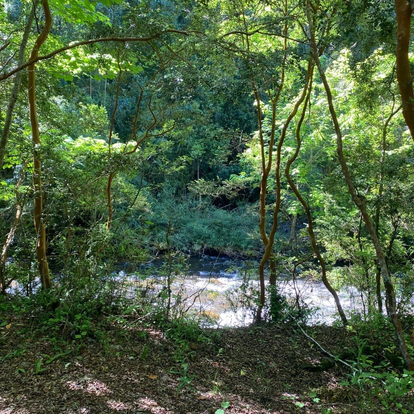 Parcelas Chesque Alto, Villarrica, , R.de la Araucanía