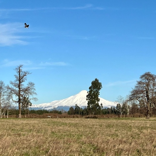 Parcela Campo Viejo. Villarrica. R. de la Araucanía