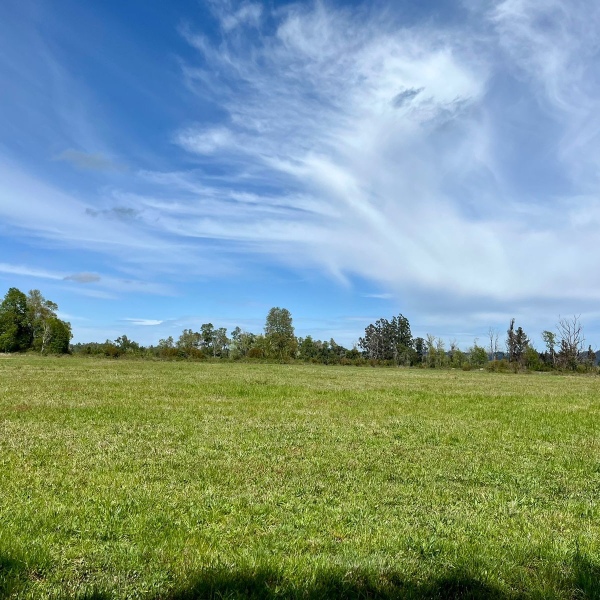Parcela Campo Viejo. Villarrica. R. de la Araucanía
